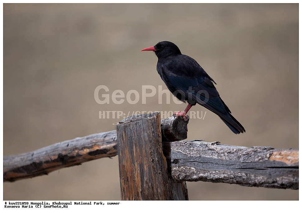 ��������, �������������, ������������ ����, ����, ����, �������� �������������, ���������������� �����, �����, �����, �������, ������� , ��������, ��������, �����, �����, ��������, �����������, XYZ, ��������, ���������, Corvidae, �������, Pyrrhocorax pyrrhocorax, �������� ����