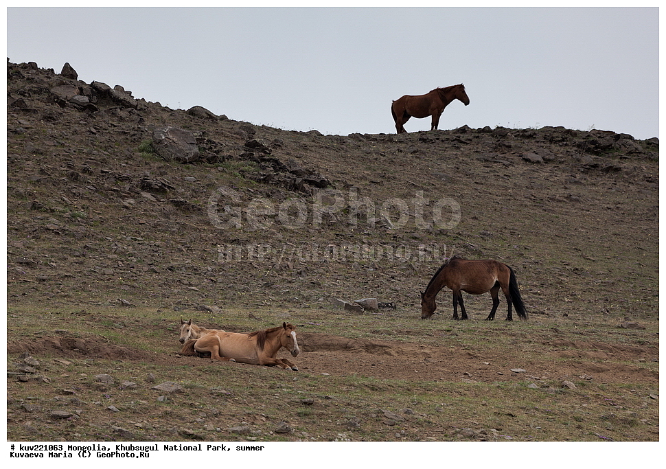 ��������, �������������, ������������ ����, ����, ����, �������� �������������, �������� �����, �������� ��������, ������, ������, ������� �����, ���������������� ����� , ��������, ��������, �������������, �������������, �����, �����, XYZ, ���������, Equidae, �������� ������, Equus ferus caballus, ��������, ��������, �������������, �������������, �����, �����, XYZ, ���������, Equidae, �������� ������, Equus ferus caballus, ����, �������� ����