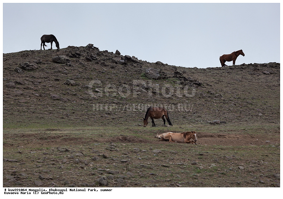 ��������, �������������, ������������ ����, ����, ����, �������� �������������, �������� �����, �������� ��������, ������, ������, ������� �����, ���������������� ����� , ��������, ��������, �������������, �������������, �����, �����, XYZ, ���������, Equidae, �������� ������, Equus ferus caballus, ��������, ��������, �������������, �������������, �����, �����, XYZ, ���������, Equidae, �������� ������, Equus ferus caballus, �������� ����