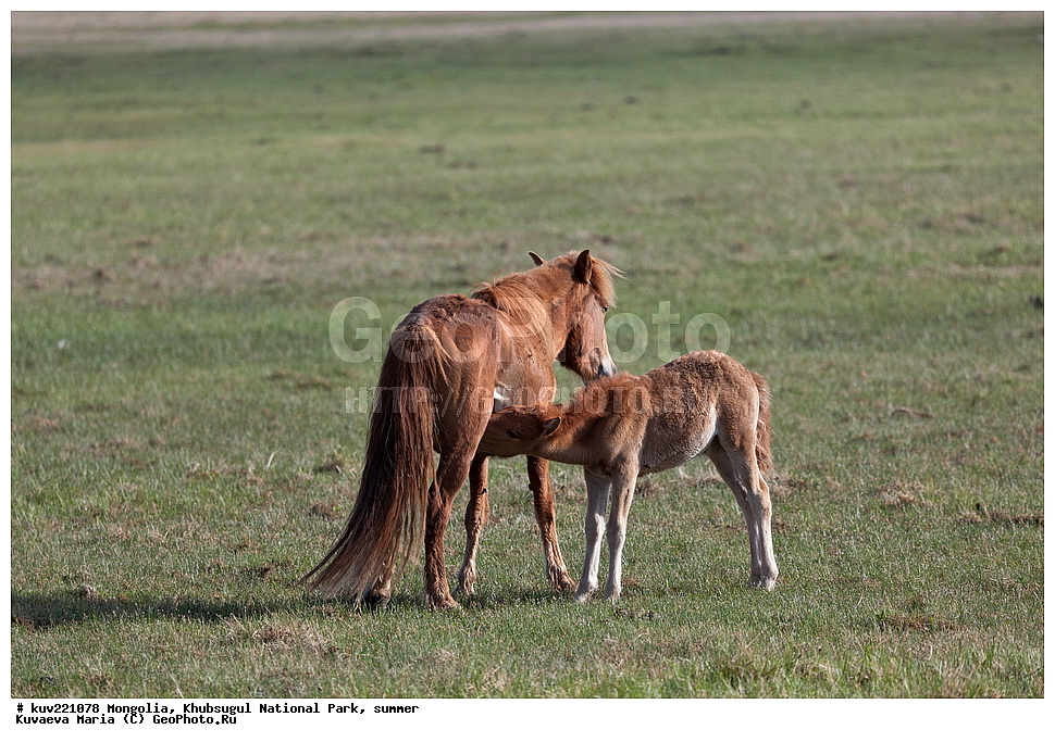   ��������, �������������, ������������ ����, ����, ����, �������� �������������, �����, ���, �������� ��������, ������, ������, ���������, ����, ������, ������� ����, �����������, ������� �����, ��������, ��������, ��������, �������������, �������������, �����, �����, XYZ, ���������, Equidae, �������� ������, Equus ferus caballus, ��������, ��������, �������������, �������������, �����, �����, XYZ, ���������, Equidae, �������� ������, Equus ferus caballus, �������� ����