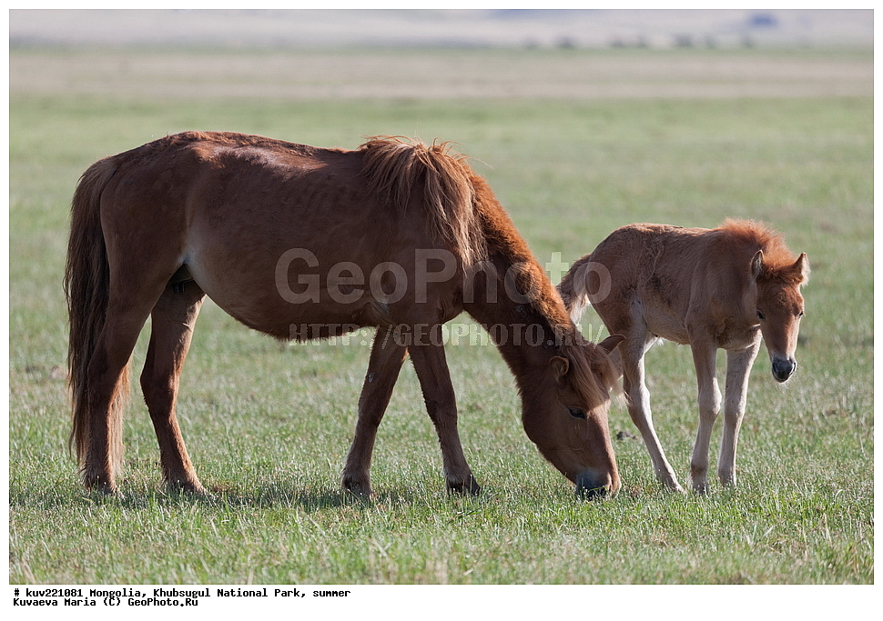  ��������, �������������, ������������ ����, ����, ����, �������� �������������, �����, ���, �������� ��������, ������, ������, ���������, ����, ������, ������� ����, �����������, ������� �����, ��������, ��������, ��������, �������������, �������������, �����, �����, XYZ, ���������, Equidae, �������� ������, Equus ferus caballus, ��������, ��������, �������������, �������������, �����, �����, XYZ, ���������, Equidae, �������� ������, Equus ferus caballus, �������� ����