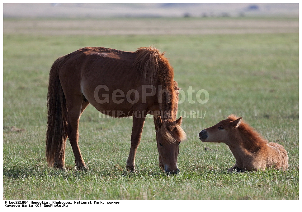 ��������, �������������, ������������ ����, ����, ����, �������� �������������, �����, ���, �������� ��������, ������, ������, ���������, ����, ������, ������� ����, �����������, ������� �����, ��������, ��������, ��������, �������������, �������������, �����, �����, XYZ, ���������, Equidae, �������� ������, Equus ferus caballus, ��������, ��������, �������������, �������������, �����, �����, XYZ, ���������, Equidae, �������� ������, Equus ferus caballus, �������� ����