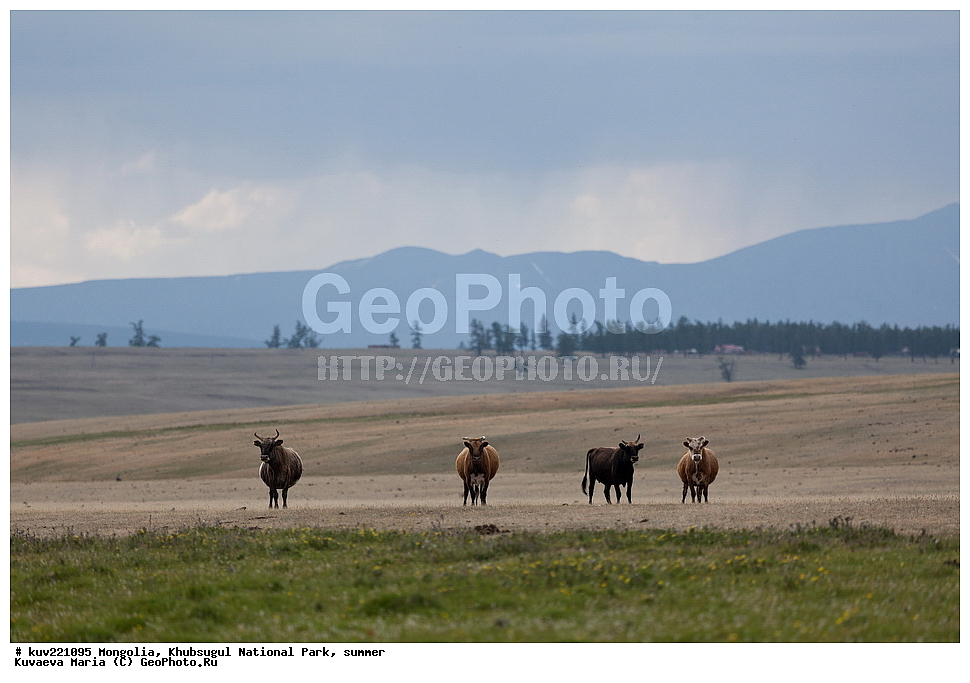 ��������, �������������, ������������ ����, ����, ����, �������� �������������, ������, �����-������, ���������������� �����, ����������� ������, �������� ��������, ���, ����, ������, �������, ����� , �������� ����