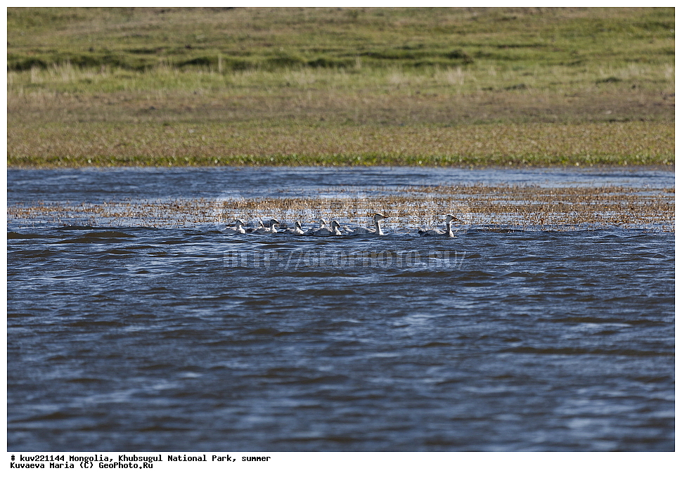  ��������, �������������, ������������ ����, ����, ����, �������� �������������, ������� �����, �����, ����� ����, �������, ����, ������, ������, �����, �����, ���������������� �����, ����, ������, ������� ����, �����������, ������ ����, Anser indicus, �����������, ��������      , ��������, ��������, ��������, �����������, �����������������, ������������� �����, ������������� �����, XYZ, ������, Anatidae, ������ ����, Anser indicus, �������� ����, Eulabeia indica