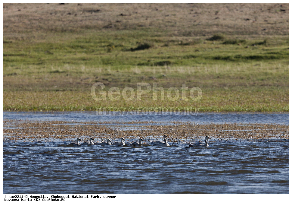 ��������, �������������, ������������ ����, ����, ����, �������� �������������, ������� �����, �����, ����� ����, �������, ����, ������, ������, �����, �����, ���������������� �����, ����, ������, ������� ����, �����������, ������ ����, Anser indicus, �����������, ��������      , ��������, ��������, ��������, �����������, �����������������, ������������� �����, ������������� �����, XYZ, ������, Anatidae, ������ ����, Anser indicus, �������� ����, Eulabeia indica