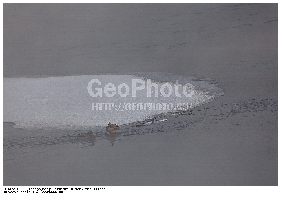 ������������ ����, ����, ������, ������, ������, ��������, ��������, �����, �����, ��������, �����������, �����������������, ������������� �����, ������������� �����, XYZ, ������, Anatidae, ������, Anas platyrhynchos, ����, ����, ����� ���� ������ �� ������, �������, �����, ���, ����� �������, ����, ������, ������� ����, ������ �����, ������������� ������, �������� ����, ����, ��������� ����������� �����, ���