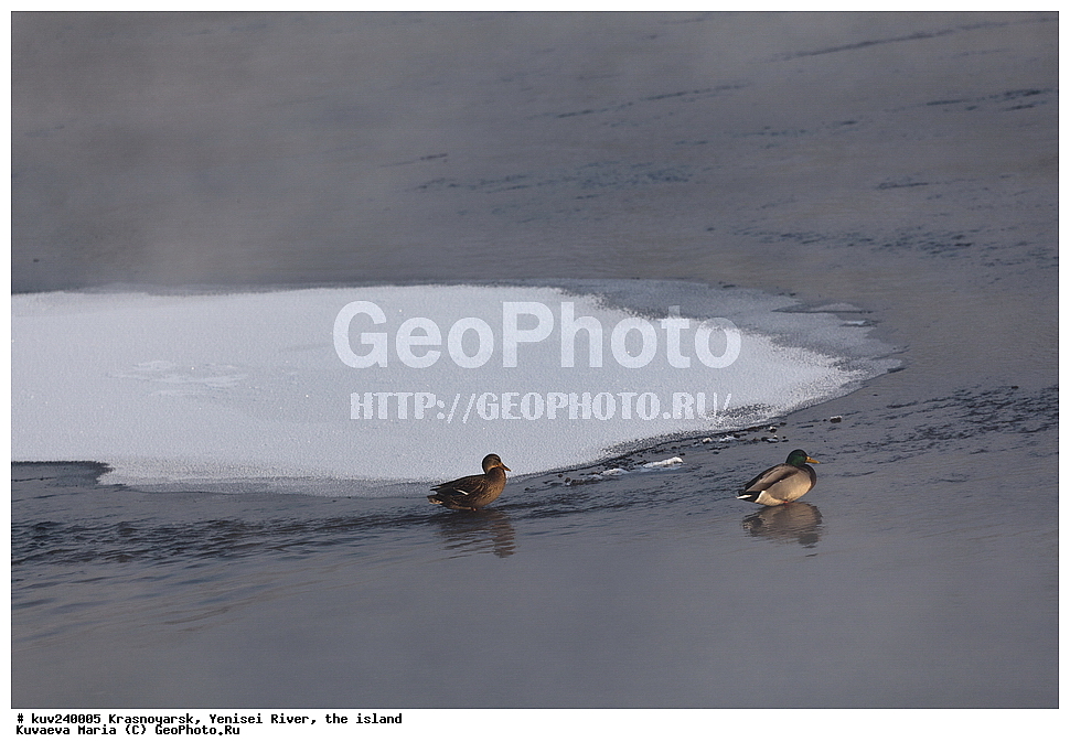 ������������ ����, ����, ������, ������, ������, ��������, ��������, �����, �����, ��������, �����������, �����������������, ������������� �����, ������������� �����, XYZ, ������, Anatidae, ������, Anas platyrhynchos, ����, ����, ����� ���� ������ �� ������, �������, �����, ���, ����� �������, ����, ������, ������� ����, ������ �����, ������������� ������, �������� ����, ����, ��������� ����������� �����, ���