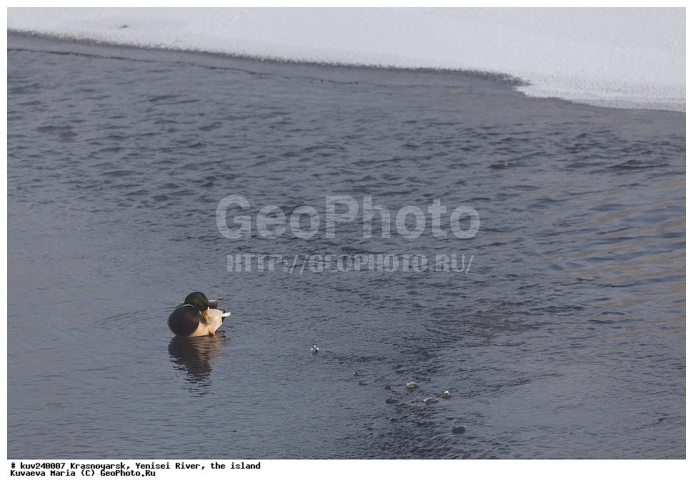 ������������ ����, ����, ������, ������, ������, ��������, ��������, �����, �����, ��������, �����������, �����������������, ������������� �����, ������������� �����, XYZ, ������, Anatidae, ������, Anas platyrhynchos, ����, ����, ����� ���� ������ �� ������, �������, �����, ���, ����� �������, ����, ������, ������� ����, ������ �����, ������������� ������, �������� ����, ����, ��������� ����������� �����, ���