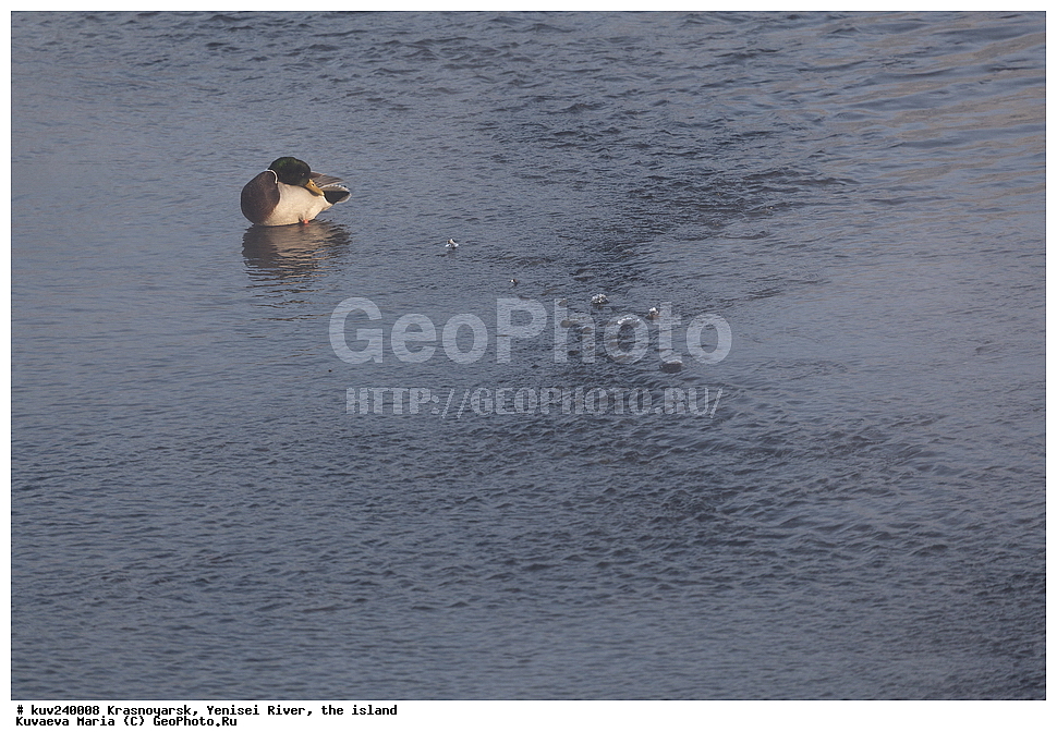 ������������ ����, ����, ������, ������, ������, ��������, ��������, �����, �����, ��������, �����������, �����������������, ������������� �����, ������������� �����, XYZ, ������, Anatidae, ������, Anas platyrhynchos, ����, ����, ����� ���� ������ �� ������, �������, �����, ���, ����� �������, ����, ������, ������� ����, ������ �����, ������������� ������, �������� ����, ��������� ����������� �����, ���