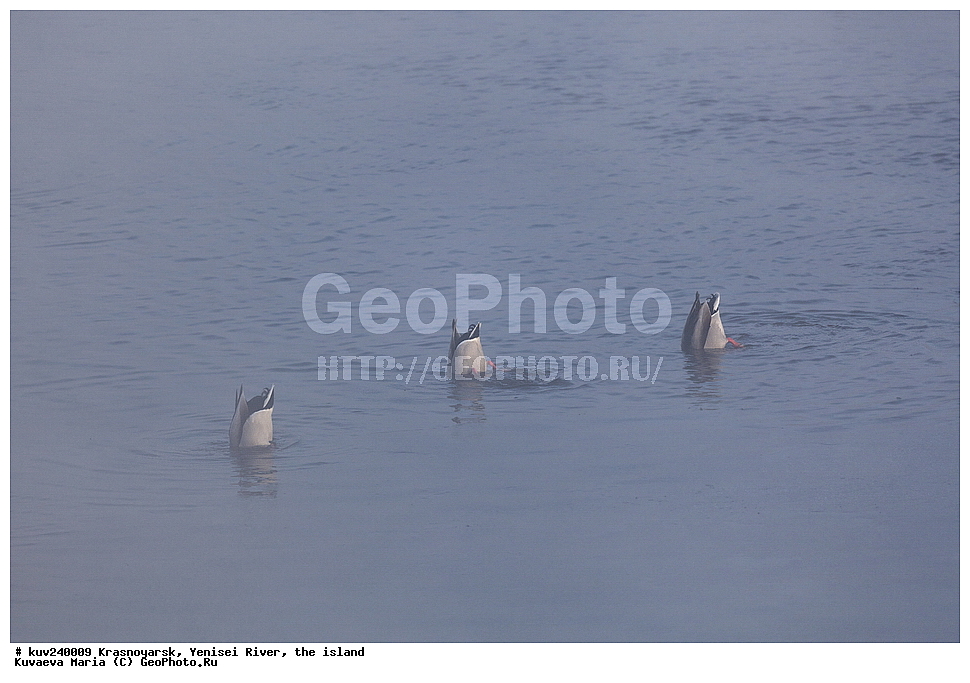 ������������ ����, ����, ������, ������, ������, ��������, ��������, �����, �����, ��������, �����������, �����������������, ������������� �����, ������������� �����, XYZ, ������, Anatidae, ������, Anas platyrhynchos, ����, ����, ����� ���� ������ �� ������, �������, �����, ���, ����� �������, ����, ������, ������� ����, ������ �����, ������������� ������, �������� ����, �������, ��������, ���� ������, ��������� ����������� �����, ���