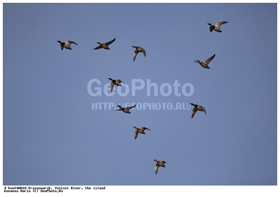 ������������ ����, ����, ������, ������, ������, ��������, ��������, �����, �����, ��������, �����������, �����������������, ������������� �����, ������������� �����, XYZ, ������, Anatidae, ������, Anas platyrhynchos, ����, ����, ����� ���� ������ �� ������, �������, ����� �������, ����, ������, ������� ����, ������ �����, ������������� ������, �������� ����, ����, �����, ��������� ����������� �����, ���