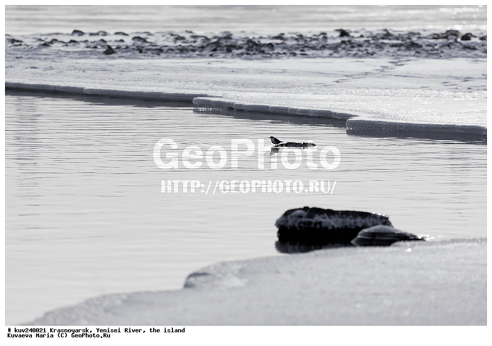 ������������ ����, ����, ������, ������, ������, ��������, ��������, �����, �����, ��������, �����������, XYZ, ���������, Cinclidae, ������, ������������ ������, ������� �����, ������� �������, Cinclus cinclus, ����, ������, �������, �����-�����, �����-�����, �������-������, ��������� ����������� �����, ���