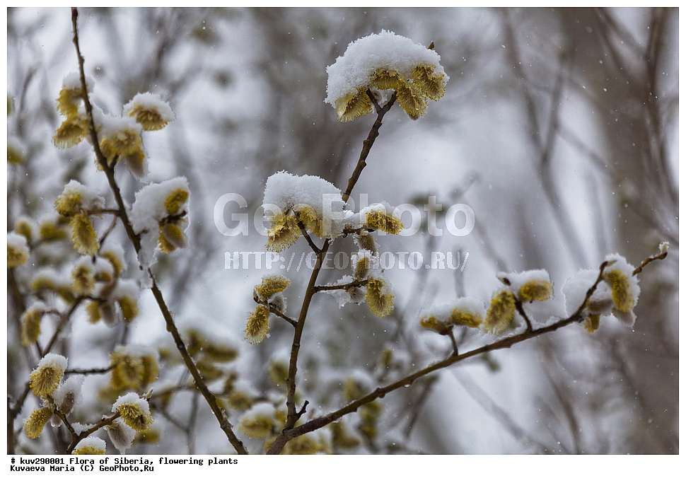 �����, ������, ��������, ����, ��� ������, ������, �����, ��������, ��������, ����, ��������, �����, ���, ������, ������� ����, �����, ������, �����, ������������ ����, ����� � �����, ����� ��� ������, ������� ������, �����, ���, ��������� ����������� �����, ���