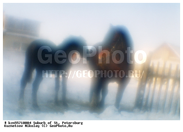 ���������, ������������� �������, �����-���������, ��������, ������, ������� ����, ����, ����������� ���, ���, ���������, ����, ������, ����, ���������, ����, ��������, ��������, �������������, �������������, �����, �����, XYZ, ���������, Equidae, �������� ������, Equus ferus caballus