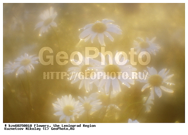 ������������� �������, ��������, �������, �������, ����, �����