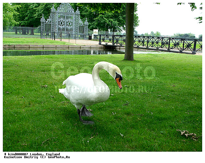 british, court, england, palace, park, ����, ���������, ��������������, ������, ������, ����, ������, ����, �������, ������, �ampton, ����, ������, ������, ���, �������, ��������, ��������, ��������, �����������, �����������������, ������������� �����, ������������� �����, XYZ, ������, Anatidae, ������-�����, Cygnus olor