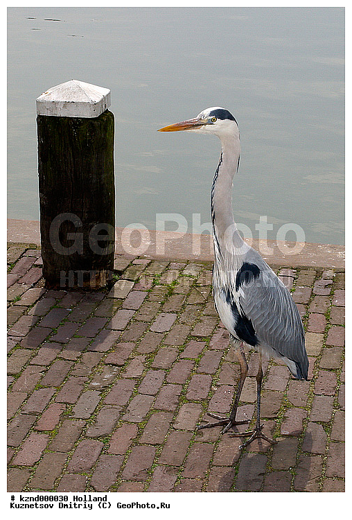 ���������, ����������, �����������, �����, �����, ����, ���������, ����, �����, �������, �������, �����, ��������, ��������, �����, ����������, ����������, ��������, �����, ����, ������, ��������, ��������, �����, �����, ��������, �����������, XYZ, ��������, Ardeidae, ����� �����, Ardea cinerea