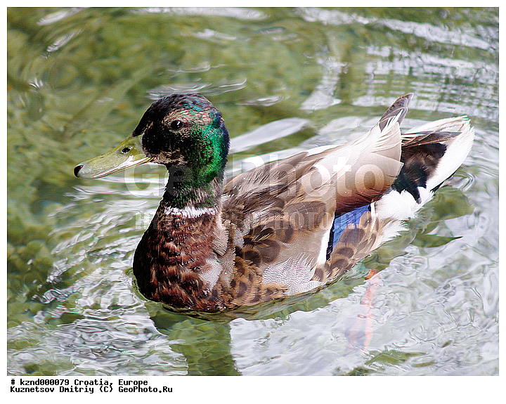 croatia, ���������, ����, ��������, ����, �����, ����������, ��������, ��������, ����, ��������, �����������������, ������������� �����, XYZ, ������, Anatidae, ������, Anas platyrhynchos, �����������������, ������������� �����, XYZ, ������, Anatidae, ������, Anas platyrhynchos