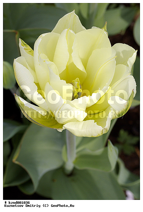 �����, ������������ ��������, ���������, ��������, ������, �����