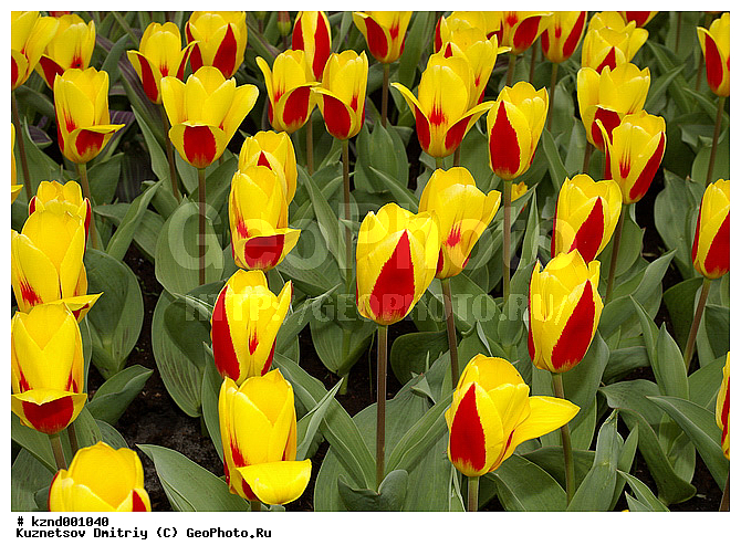 �����, ������������ ��������, ���������, ��������, ������, �����