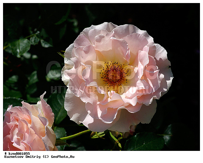 �����, ������������ ��������, ���������, ��������, ������, �����