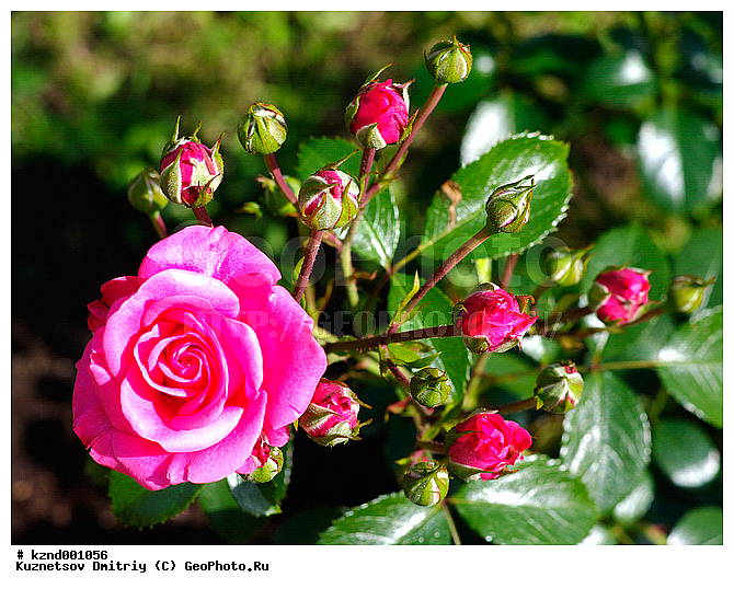 �����, ������������ ��������, ���������, ��������, ������, �����