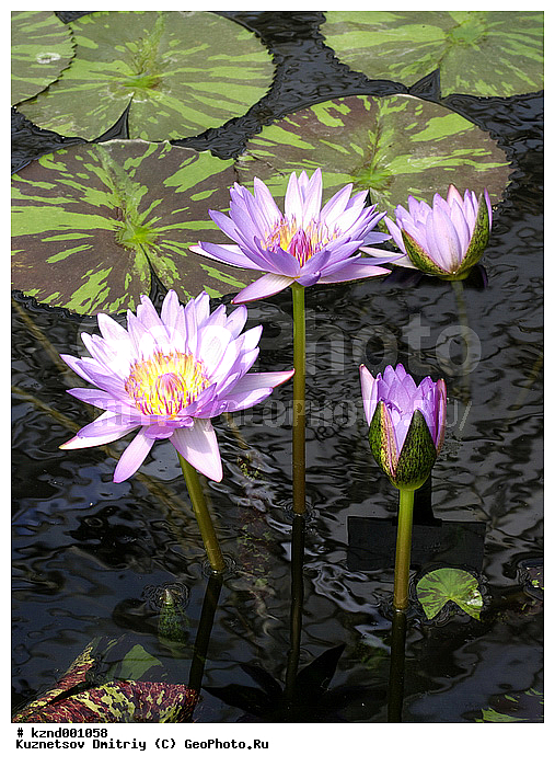 �����, ������������ ��������, ���������, ��������, ������, �����