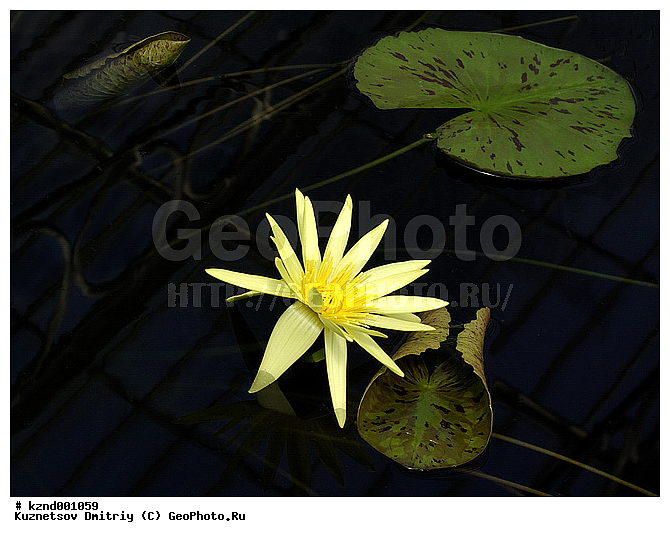 �����, ������������ ��������, ���������, ��������, ������, �����