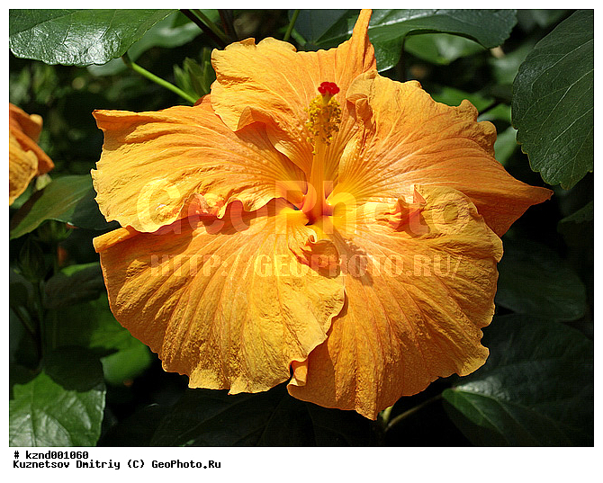 �����, ������������ ��������, ���������, ��������, ������, �����