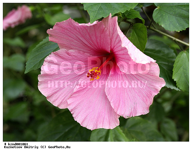 �����, ������������ ��������, ���������, ��������, ������, �����