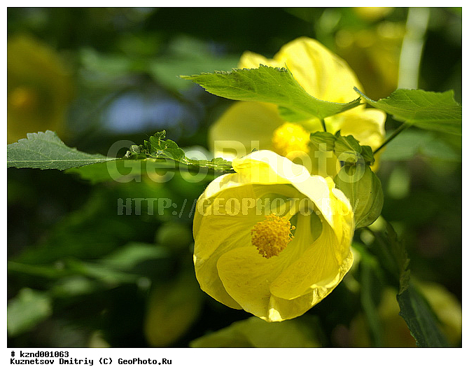 �����, ������������ ��������, ���������, ��������, ������, �����