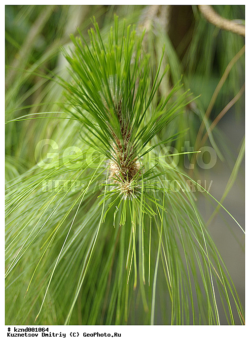 �����, ������������ ��������, ���������, ��������, ������, �����