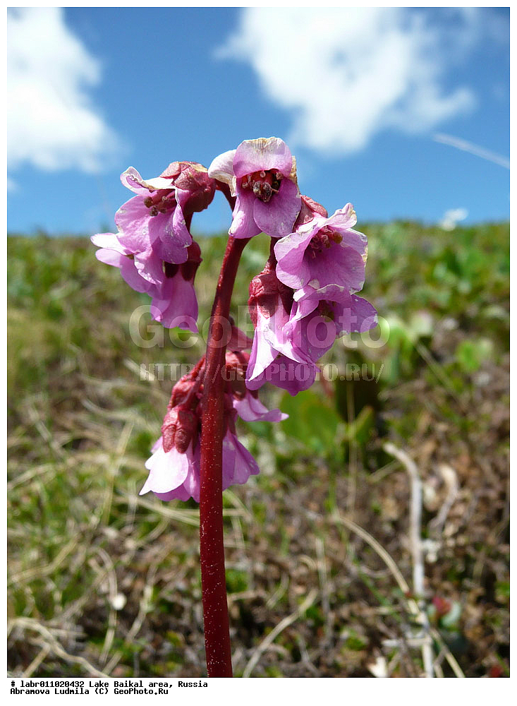 ������, ������ ��������, �����, ��������,  ���������� ��������, ������, �����, ������������ ��������, ��������� ������, ������, ��������, ������ ��������, �����, ���������� ��������, ����������� ��������, �����, ����������� ��������, �����, ����������� ��������, �����������, �����������, ������������ ��������, ������������ ��������, ������������, ������������, �����������, �������, ������� ��������, ������� ��������, ������, �����, ������������ ��������, ������������ ��������, XYZ, �������������, Saxifragaceae, ����� �������������, ����� �������������, ���������� �������������, ����������� ���, Bergenia crassifolia, Bergenia bifolia, Bergenia cordifolia, Bergenia crassifolia var. cordifolia, Saxifraga cordifolia, Saxifraga crassifolia, Saxifraga crassifolia var. elliptica, Saxifraga crassifolia var. obovata, Saxifraga crassifolia var. pauciflora