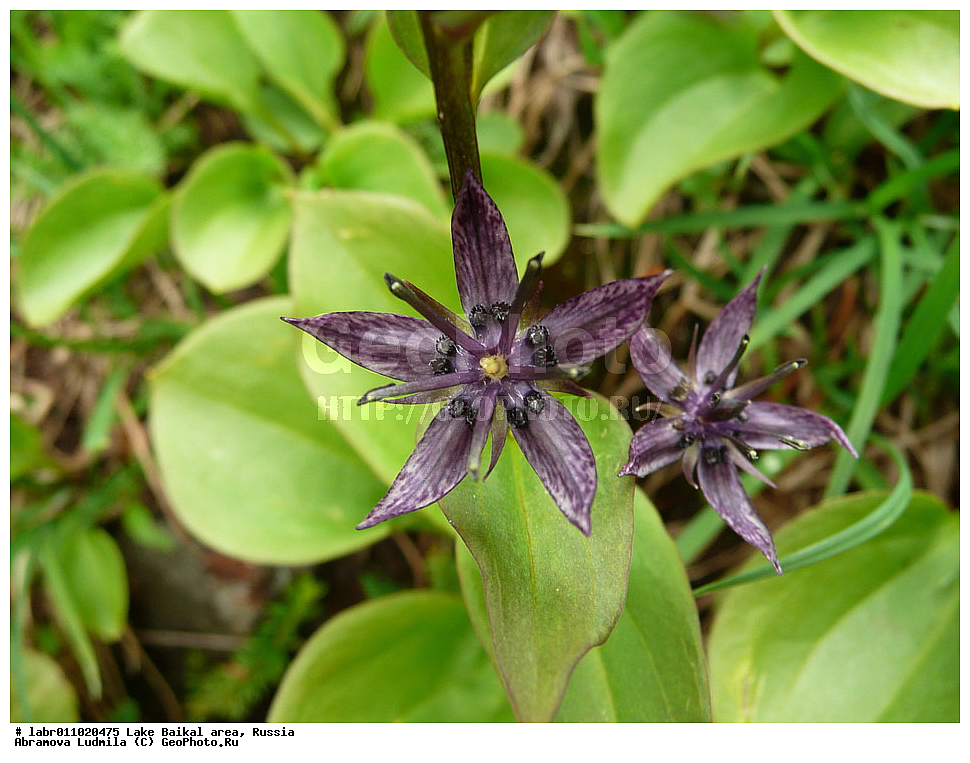 ������, ������ ��������, �����, ��������,  ���������� ��������, ������, �����, ������������ ��������, ��������� ������, ������, ��������, ������ ��������, �����, ���������� ��������, ����������� ��������, �����, ����������� ��������, �����, ����������� ��������, �����������, �����������, ������������ ��������, ������������ ��������, ������������, ������������, �����������, �������, ������� ��������, ������� ��������, ������, �����, ������������ ��������, ������������ ��������, XYZ, ������������, Gentianaceae, ������� �����������, ������� �����������, Swertia baicalensis