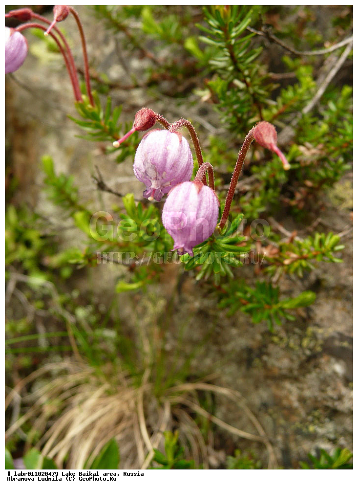 ������, ������ ��������, �����, ��������,  ���������� ��������, ������, �����, ������������ ��������, ��������� ������, ������, ��������, ������ ��������, �����, ���������� ��������, ����������� ��������, �����, ����������� ��������, �����, ����������� ��������, �����������, �����������, ������������ ��������, ������������ ��������, ������������, ������������, �����������, �������, ������� ��������, ������� ��������, ������, �����, ������������ ��������, ������������ ��������, XYZ, ����������, Ericaceae, ��������� �������, Phyllodoce caerulea, Phyllodoce coerulea, Andromeda caerulea, ����������� ��������, ������������ ��������, ����������� ��������, ������������ ��������, �����������, ������������, ���������, ����������, ����