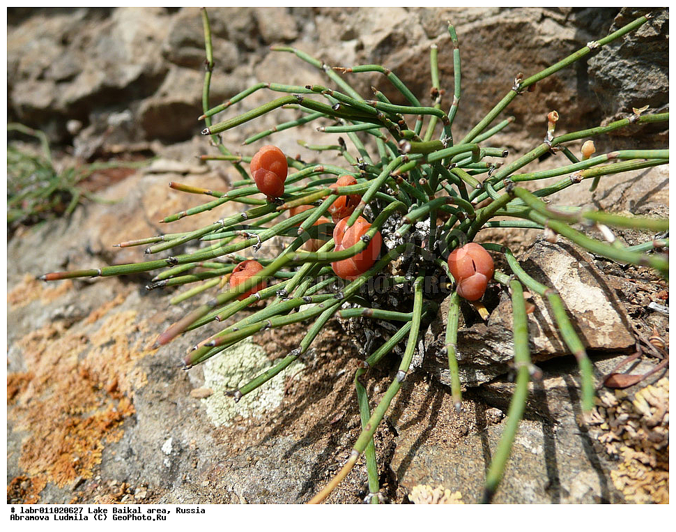 ������, ������ ��������, �����, ��������,  ���������� ��������, ������, �����, ������������ ��������, ��������� ������, ������, ��������, ������ ��������, �����, ���������� ��������, ���������, ����������, ����, ����������� ��������, �����������, �����������, ������������ ��������, ������������ ��������, ������������, ������������, �����������, ������������ ��������, ������������ ��������, XYZ, �����������, ���������, Ephedraceae, ������� ������������, ������ ������������, ���������, ��������� �����, ������� ������, Ephedra monosperma, Ephedra minima