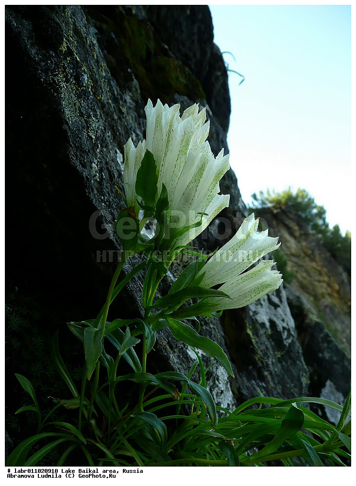 ������, ������ ��������, �����, ��������,  ���������� ��������, ������, �����, ������������ ��������, ��������� ������, ������, ��������, ������ ��������, �����, ���������� ��������, ����������� ��������, �����, ����������� ��������, �����, ����������� ��������, �����������, �����������, ������������ ��������, ������������ ��������, ������������, ������������, �����������, �������, ������� ��������, ������� ��������, ������, �����, ������������ ��������, ������������ ��������, XYZ, ������������, Gentianaceae, ��������� ��������, ��������� ���������, ���������� ��������, Gentiana algida, Dasystephana algida, Dasystephana romanzovii, Gentiana frigida var. algida, Gentiana igarashii, Gentiana romanzovii, Gentianodes algida, Pneumonanthe algida, ��������� ������, ������, ��������, ������ ��������, �����, ���������� ��������, ����������� ��������, �����, ����������� ��������, �����, ����������� ��������, �����������, �����������, ������������ ��������, ������������ ��������, ������������, ������������, �����������, �������, ������� ��������, ������� ��������, ������, �����, ������������ ��������, ������������ ��������, XYZ, ������������, Gentianaceae, ��������� ��������, ��������� ���������, ���������� ��������, Gentiana algida, Dasystephana algida, Dasystephana romanzovii, Gentiana frigida var. algida, Gentiana igarashii, Gentiana romanzovii, Gentianodes algida, Pneumonanthe algida, ��������� ������, ������, ��������, ������ ��������, �����, ���������� ��������, ����������� ��������, �����, ����������� ��������, �����, ����������� ��������, �����������, �����������, ������������ ��������, ������������ ��������, ������������, ������������, �����������, �������, ������� ��������, ������� ��������, ������, �����, ������������ ��������, ������������ ��������, XYZ, ������������, Gentianaceae, ��������� ��������, ��������� ���������, ���������� ��������, Gentiana algida, Dasystephana algida, Dasystephana romanzovii, Gentiana frigida var. algida, Gentiana igarashii, Gentiana romanzovii, Gentianodes algida, Pneumonanthe algida