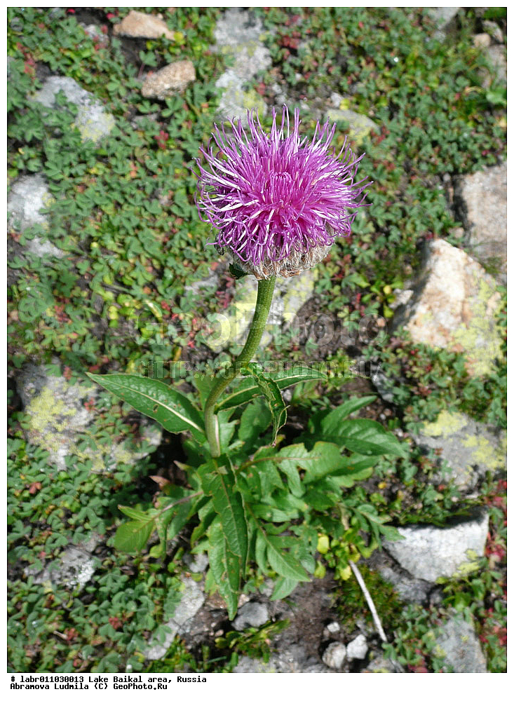 ������, ������ ��������, �����, ��������,  ���������� ��������, ������, �����, ������������ ��������