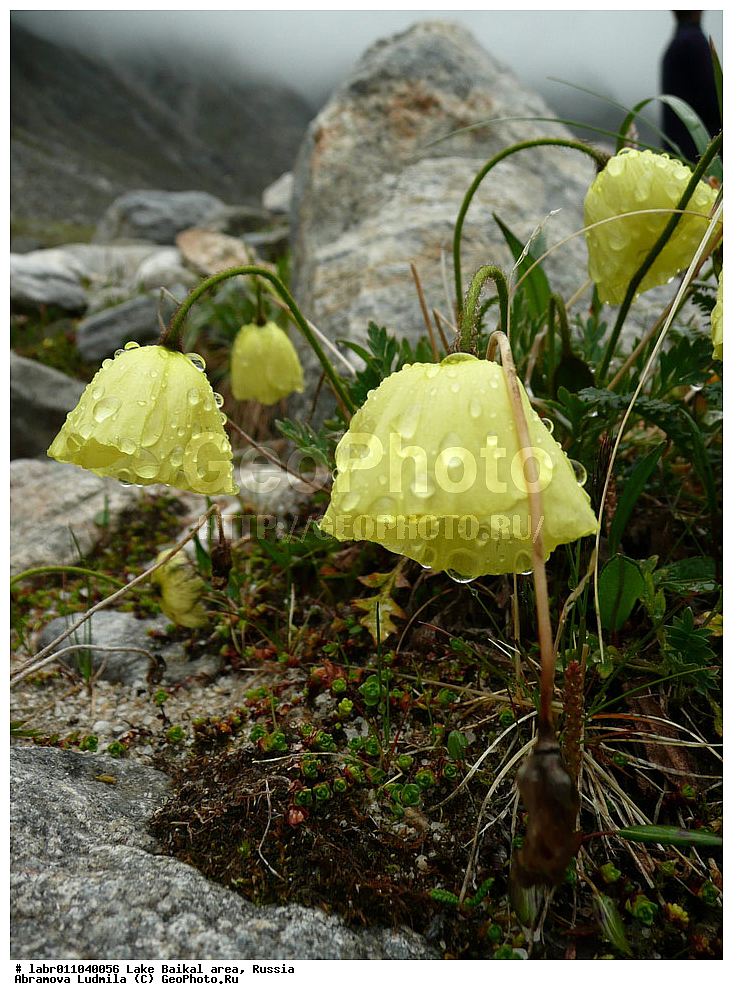 ������, ������ ��������, �����, ��������,  ���������� ��������, ������, �����, ������������ ��������