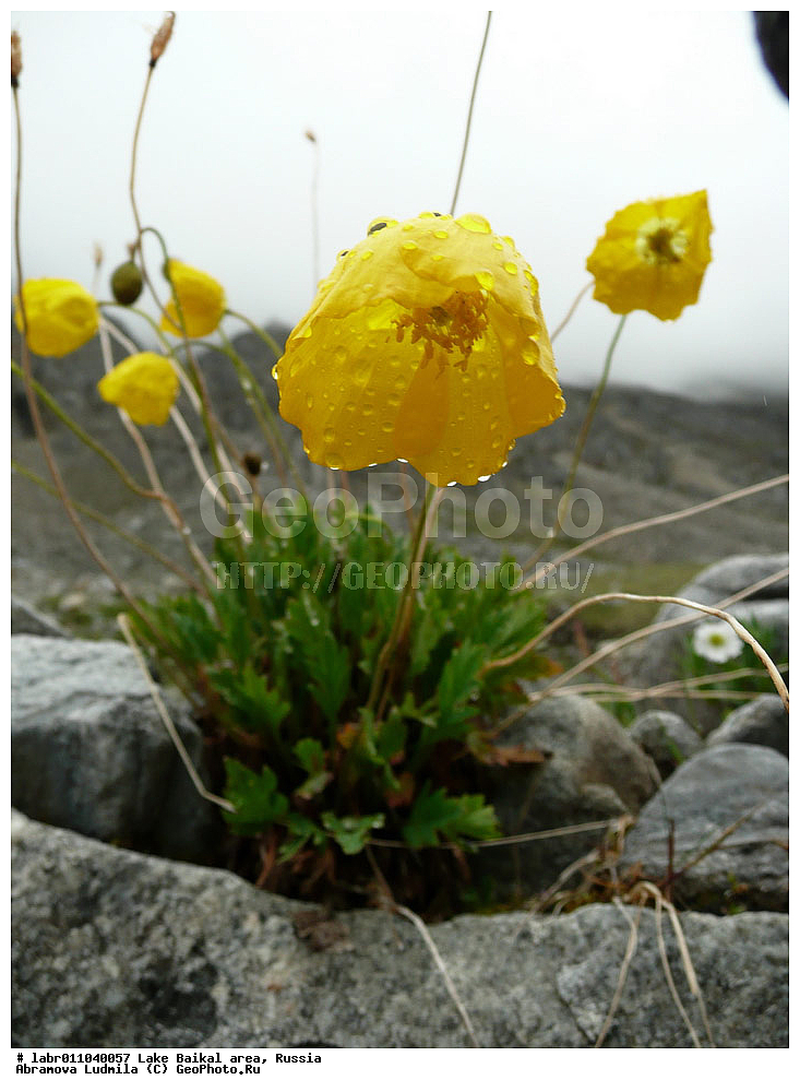 ������, ������ ��������, �����, ��������,  ���������� ��������, ������, �����, ������������ ��������