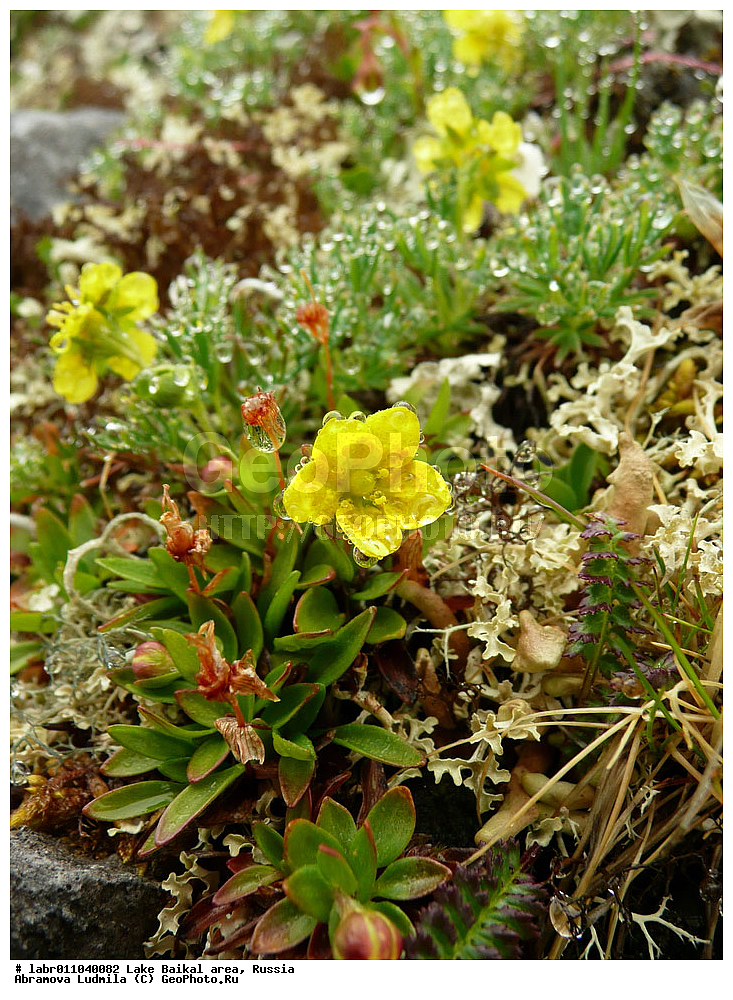 ������, ������ ��������, �����, ��������,  ���������� ��������, ������, �����, ������������ ��������