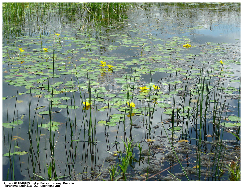 ������, ������ ��������, �����, ��������,  ���������� ��������, ������, �����, ������������ ��������