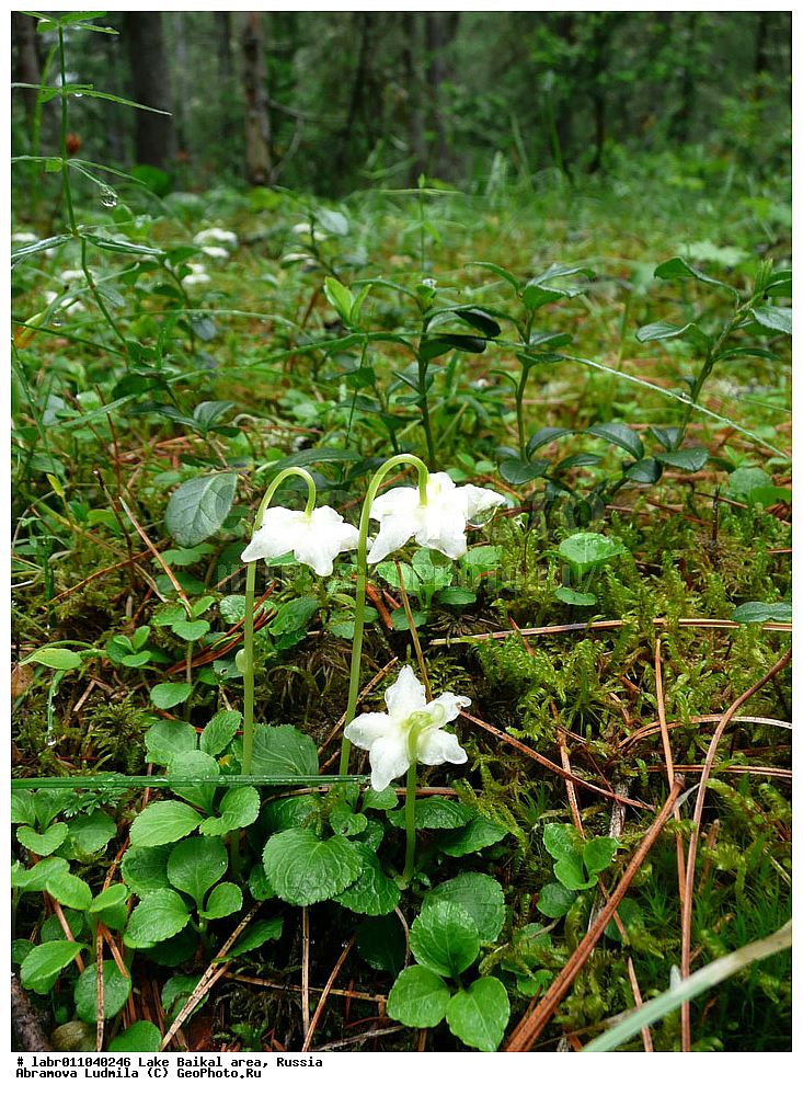 ������, ������ ��������, �����, ��������,  ���������� ��������, ������, �����, ������������ ��������, ��������� ������, ������, ��������, ������ ��������, �����, ���������� ��������, ����������� ��������, �����, ����������� ��������, �����, ����������� ��������, �����������, �����������, ������������ ��������, ������������ ��������, ������������, ������������, �����������, �������, ������� ��������, ������� ��������, ������, �����, ������������ ��������, ������������ ��������, XYZ, ����������, Ericaceae, ���������� ������������, �������� �������������, ���������� ���������������, ���������� �������������, Moneses uniflora