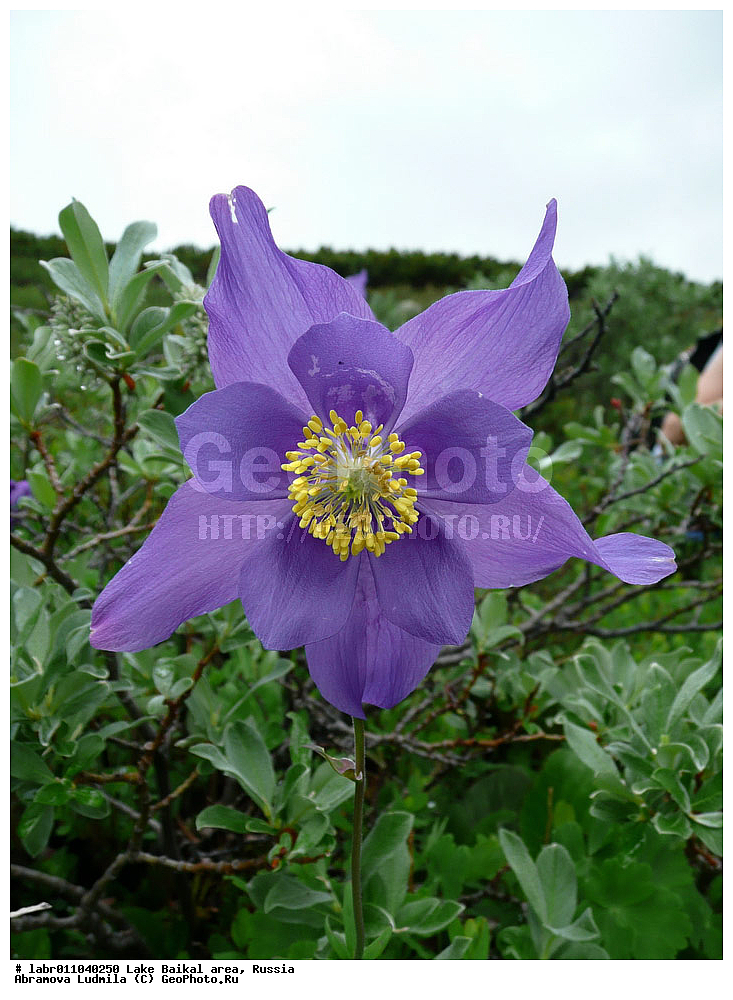 ������, ������ ��������, �����, ��������,  ���������� ��������, ������, �����, ������������ ��������, ��������� ������, ������, ��������, ������ ��������, �����, ���������� ��������, ����������� ��������, �����, ����������� ��������, �����, ����������� ��������, �����������, �����������, ������������ ��������, ������������ ��������, ������������, ������������, �����������, �������, ������� ��������, ������� ��������, ������, �����, ������������ ��������, ������������ ��������, XYZ, ���������, Ranunculaceae, �������� ����������, �������� ������, ��������� ����������, Aquilegia glandulosa