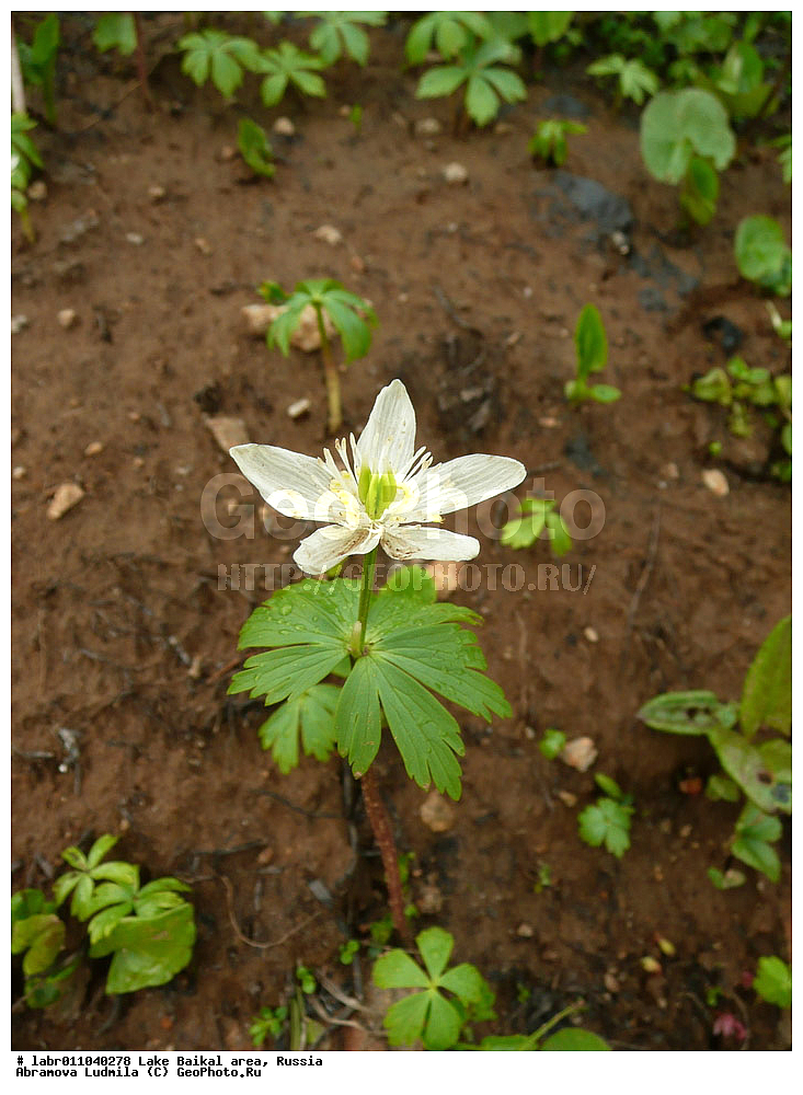 ������, ������ ��������, �����, ��������,  ���������� ��������, ������, �����, ������������ ��������, ��������� ������, ������, ��������, ������ ��������, �����, ���������� ��������, ����������� ��������, �����, ����������� ��������, �����, ����������� ��������, �����������, �����������, ������������ ��������, ������������ ��������, ������������, ������������, �����������, �������, ������� ��������, ������� ��������, ������, �����, ������������ ��������, ������������ ��������, XYZ, ���������, Ranunculaceae, ������������ ���������, �������� ���������, Shibateranthis sibirica, Eranthis sibirica, Eranthis uncinata, Shibateranthis uncinata