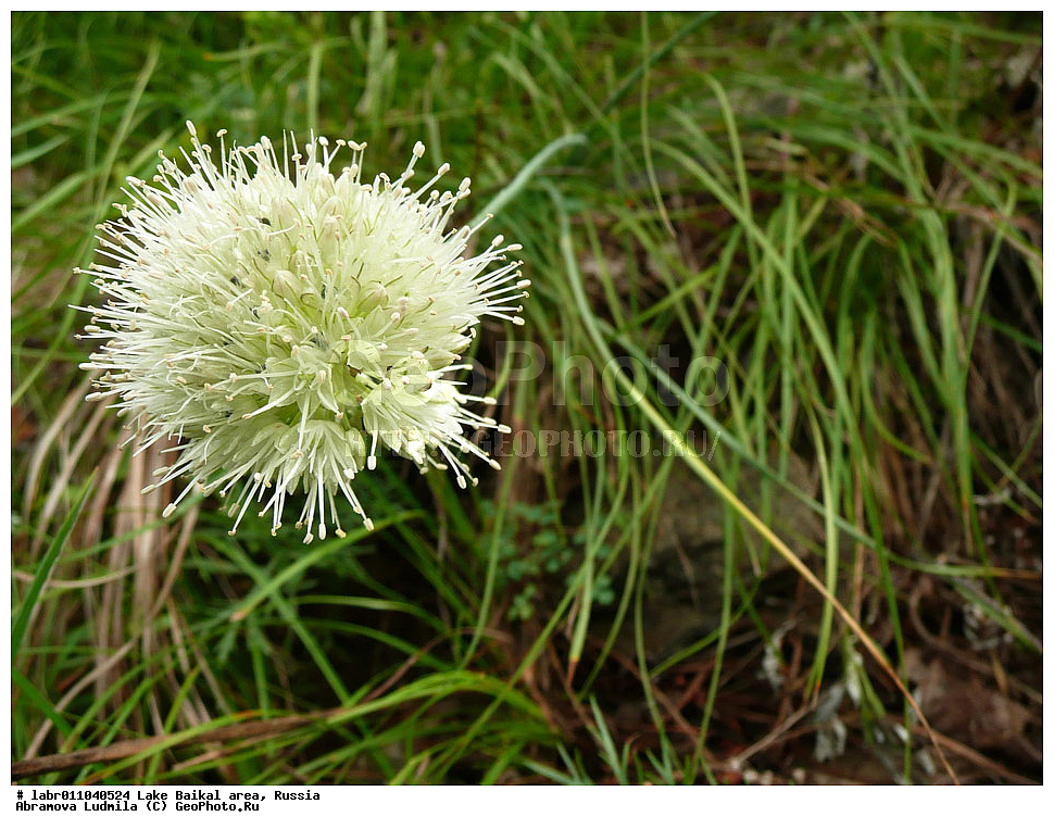 ������, ������ ��������, �����, ��������,  ���������� ��������, ������, �����, ������������ ��������