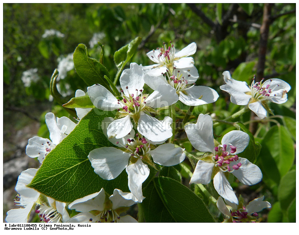 ����, �������� ����������, ������ ��������, �����, ��������,  ���������� ��������, ������, �����, ������������ ��������