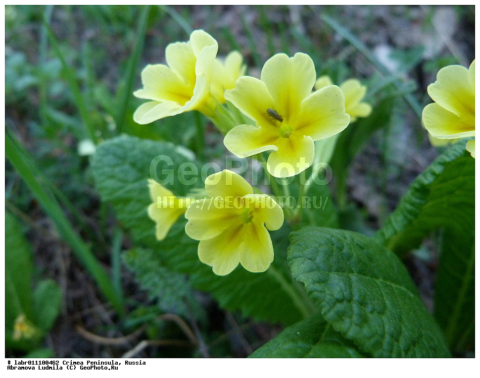 ����, �������� ����������, ������ ��������, �����, ��������,  ���������� ��������, ������, �����, ������������ ��������, ������, ��������, ������������ ��������, XYZ, ������������, ����������, Primulaceae, ��������� �������, ������� �������, Primula elatior