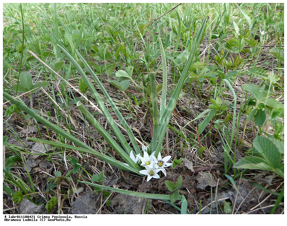 ����, �������� ����������, ������ ��������, �����, ��������,  ���������� ��������, ������, �����, ������������ ��������, ������, ������������ ��������, XYZ, �����������, Hyacinthaceae, ������������ �����������, ������������ �����������, ������������ �����������, Ornithogalum fimbriatum