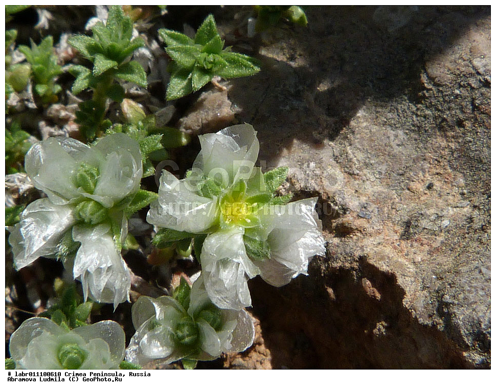 ����, �������� ����������, ������ ��������, �����, ��������,  ���������� ��������, ������, �����, ������������ ��������, ������, ������������ ��������, XYZ, �����������, ����������, Caryophyllaceae, ������������� ����������, ��������� ����������, ��������� ��������, ������������� ��������, Paronychia cephalotes, Paronychia taurica